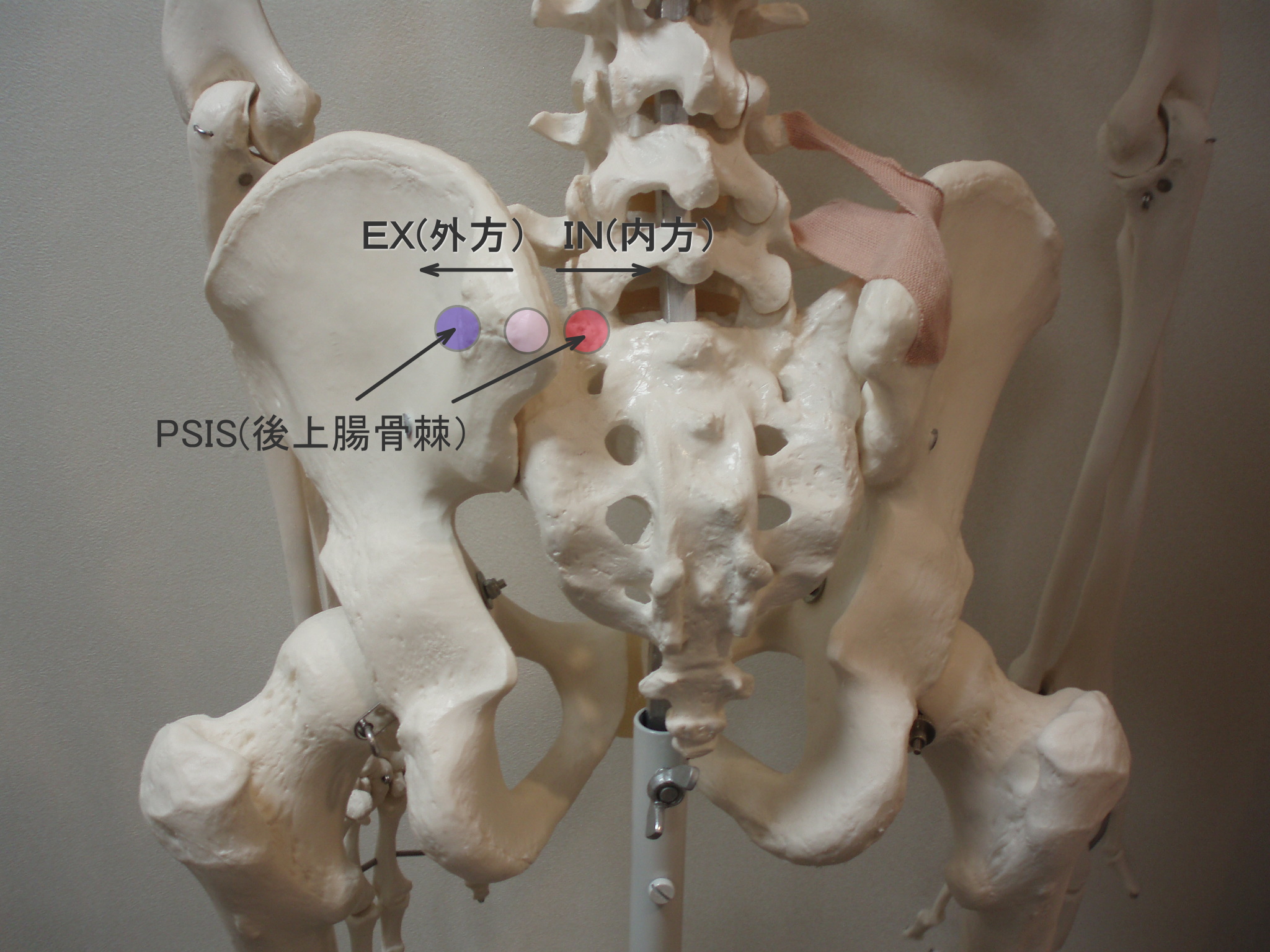 PSIS(後上腸骨棘)