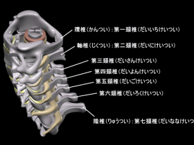 頭板状筋 骨と関節の仕組み
