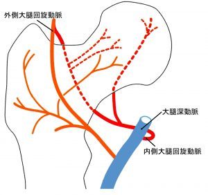 大腿骨頸部の構造
