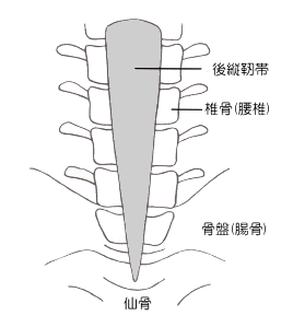 後縦靭帯の構造