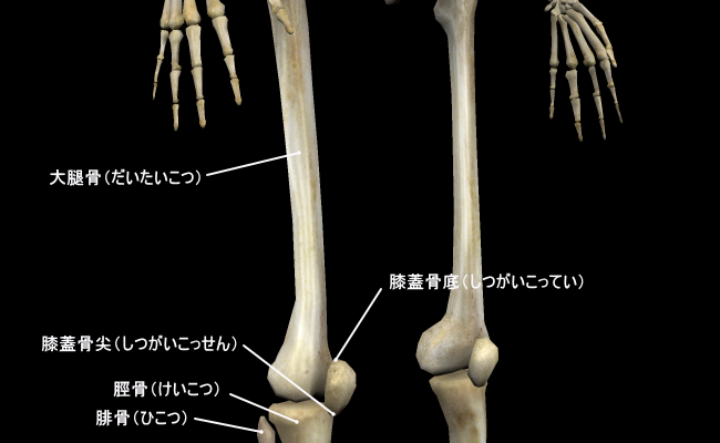 膝関節の構造