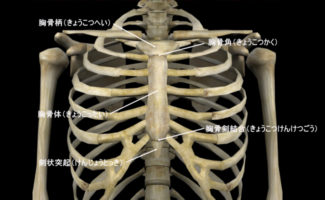 胸骨 きょうこつ 骨と関節の歪みを整えて元気な身体になろう 骨 関節