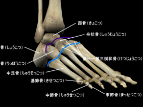 小趾外転筋 骨と関節の仕組み