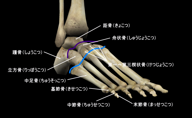 足根骨 そっこんこつ 骨と関節の歪みを整えて元気な身体になろう 骨 関節