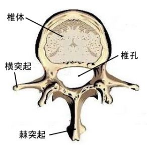 椎骨の構造（真上からみたところ）