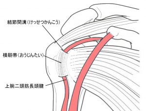 上腕二頭筋長頭腱周囲の構造