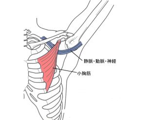 小胸筋周辺構造